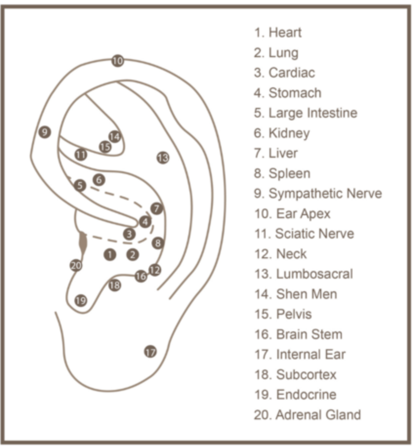 20 pack Ear Seeds - 24K Gold with jewellery pouch